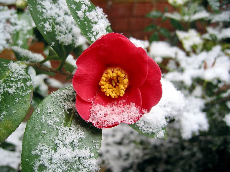 Why Does Camellia Need Protection During Winter