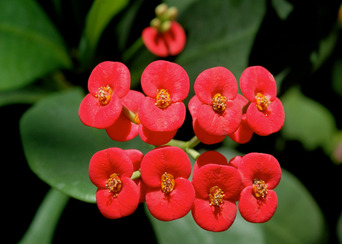 Why Euphorbias and How to Plant Them