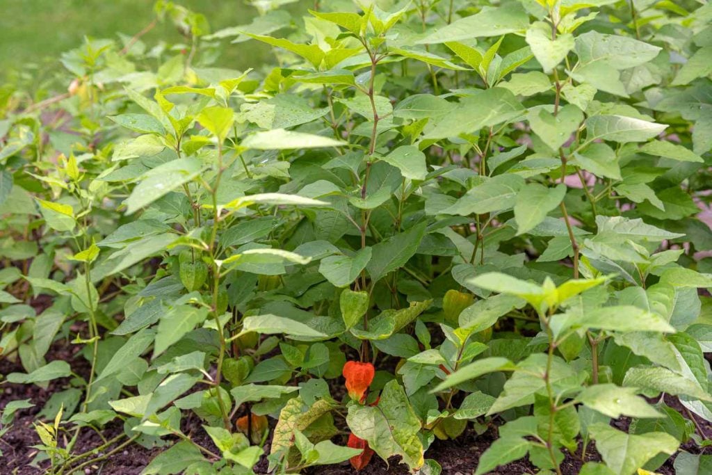 Why Grow Chinese Lantern