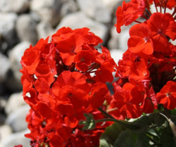 Why Grow Geraniums