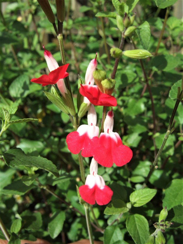 Why Plant Salvia Hot Lips