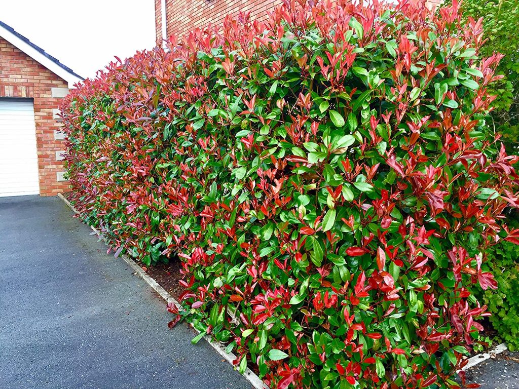 Why Prune Photinia