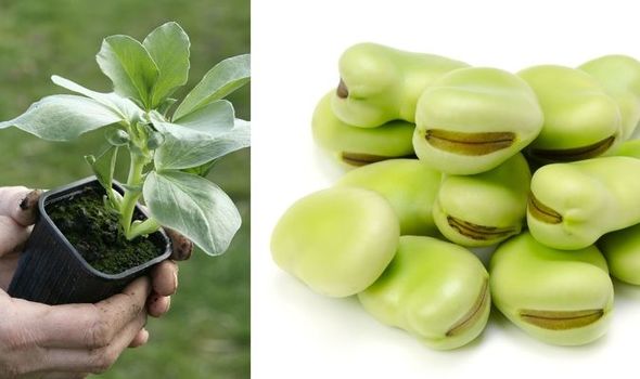 Why Should We Grow Broad Beans