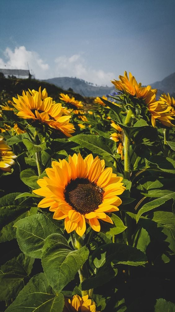 Increase Sunflower Yield Learn How when And Why to Deadhead