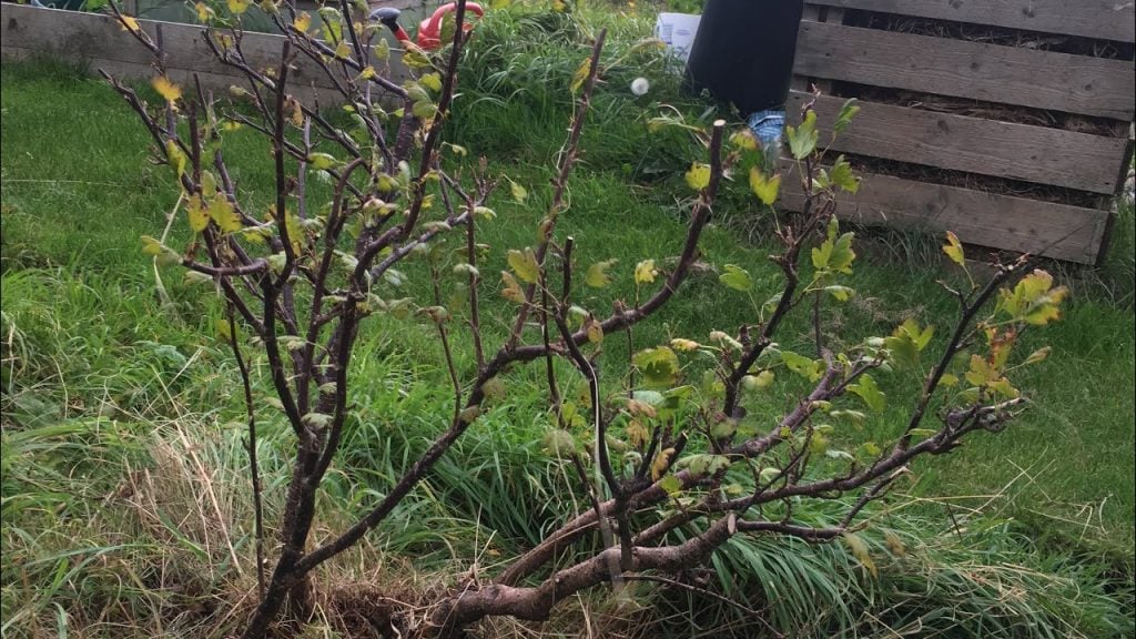 Why Should You Prune Gooseberry Bushes