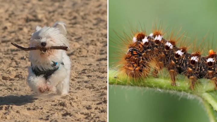 Why Some Caterpillars Can Harm Dogs