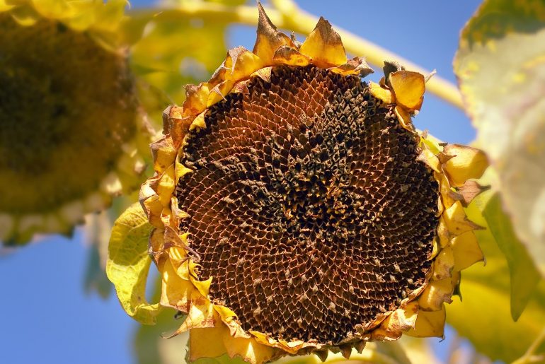 Why, When & How To Deadhead Sunflowers