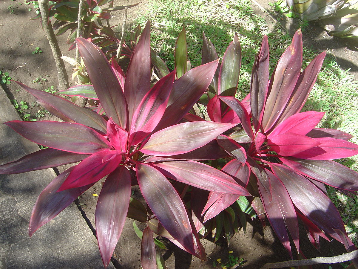 Why are Cordylines so Special