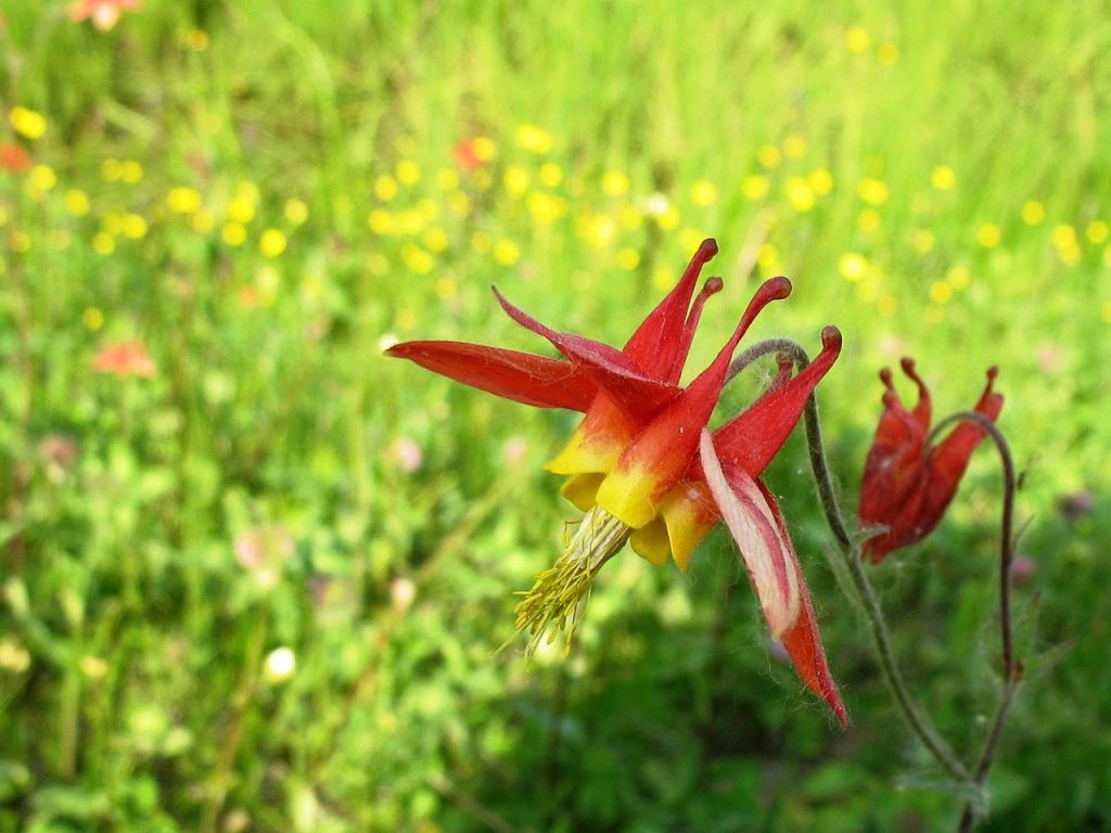 Wild Columbine