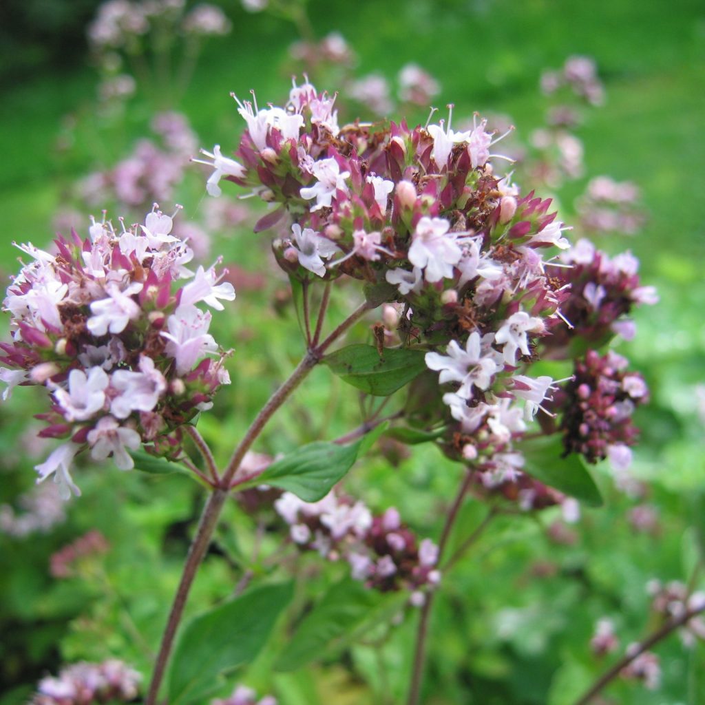 Wild Marjoram