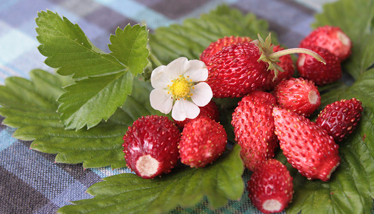 Wild or Alpine Strawberries