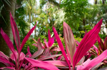 Will a Cordyline Grow Back