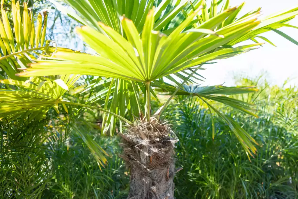 Windmill Palm