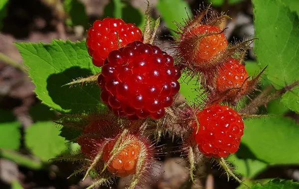 Wineberry