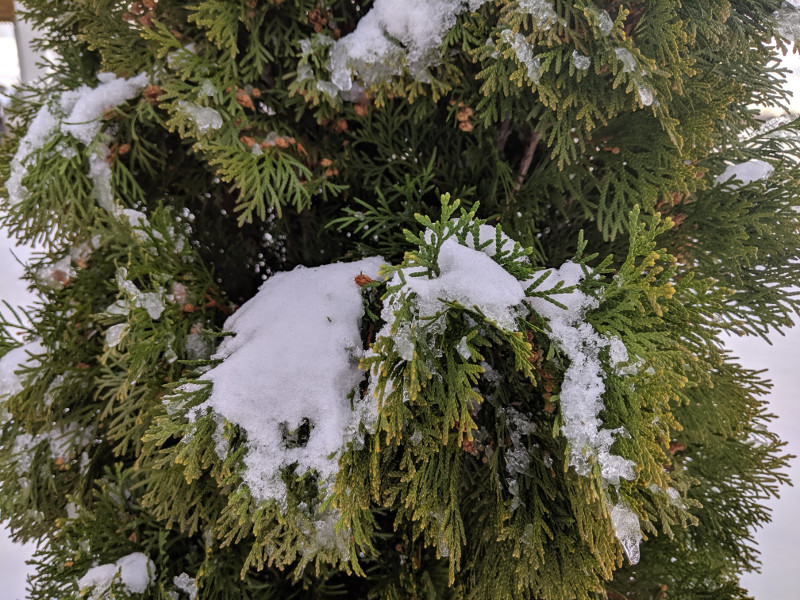 Winter Care for Arborvitae