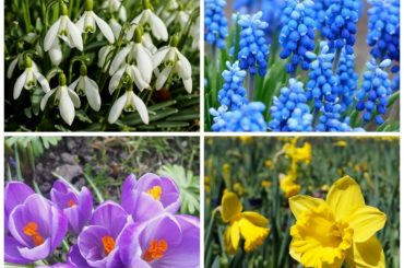 Winter Flowering Bulbs (& When To Plant Them)