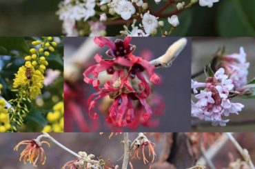 Winter-Flowering Viburnum Varieties