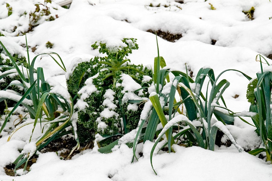 Winter Growing for Leeks