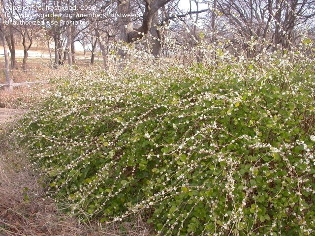 Winter Honeysuckle