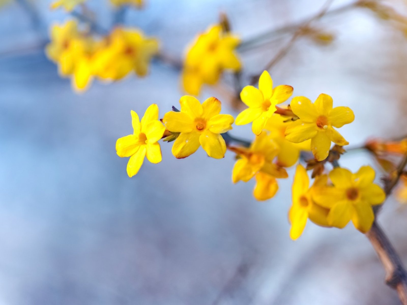 Winter Jasmine