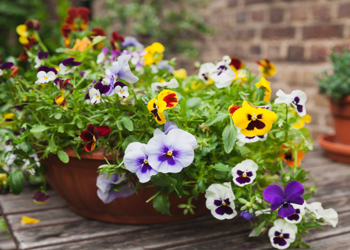 Winter Pansies