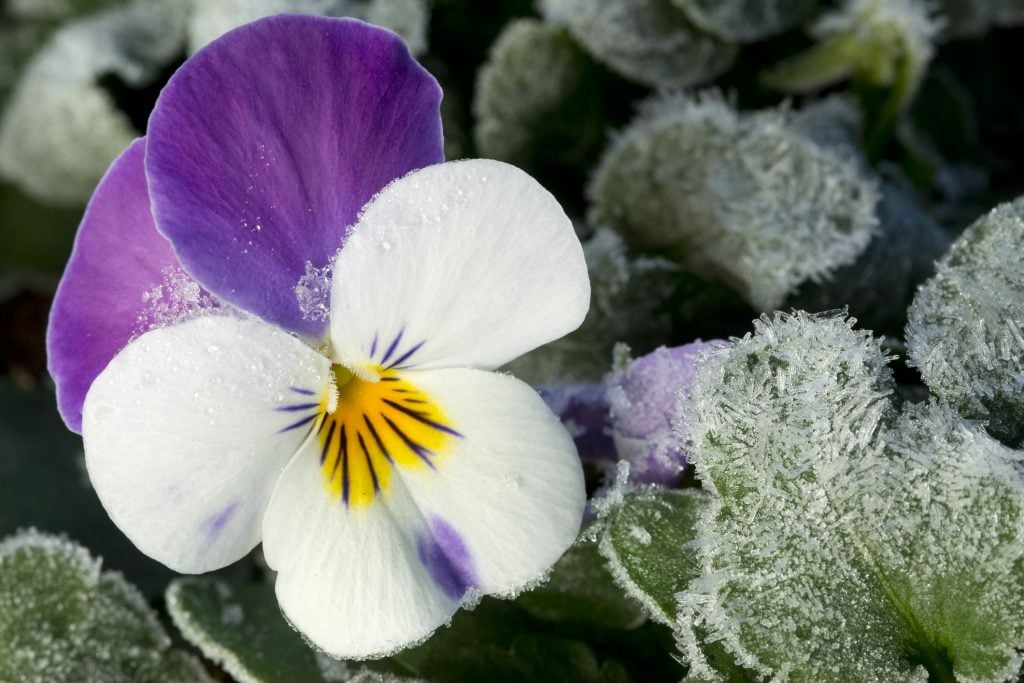 Winter Pansies