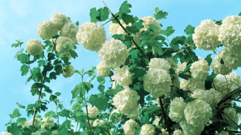 Winter Pruning Maximizing Viburnum Growth In The Spring