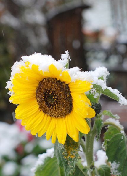 Winter Sun flower