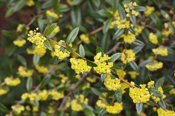 Wintergreen Barberry