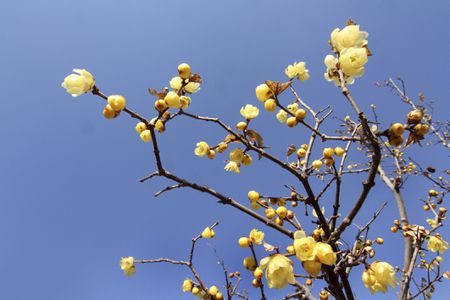 Wintersweet