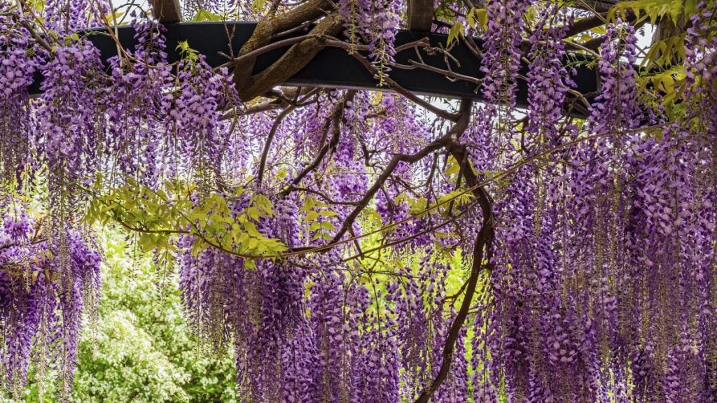 Wisteria