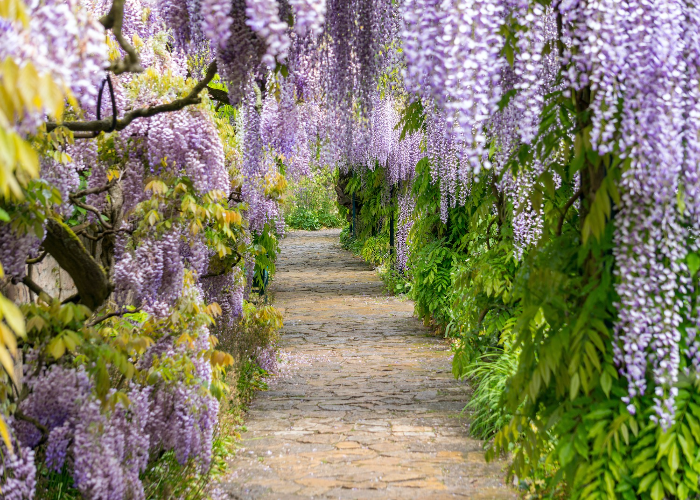 _Wisteria