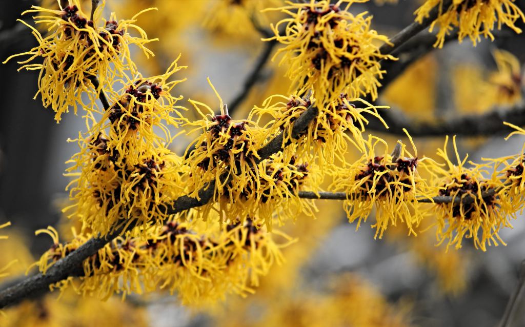 Witch Hazel