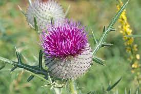 Wolly Thistle