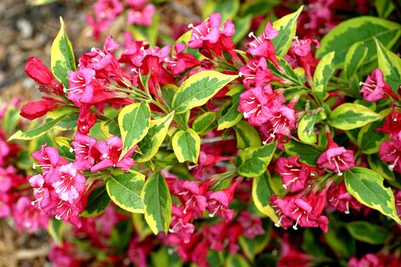 Wonderful Weigela Varieties