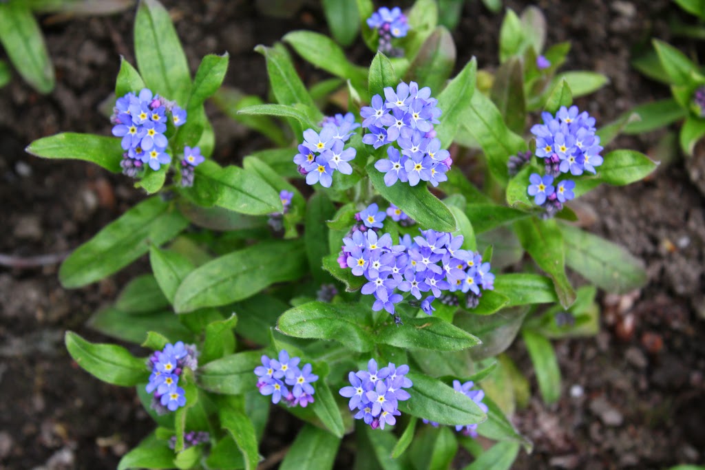 Wood Forget-Me-Not