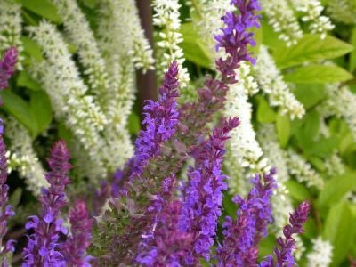 Wood Sage or Salvia X Sylvestris