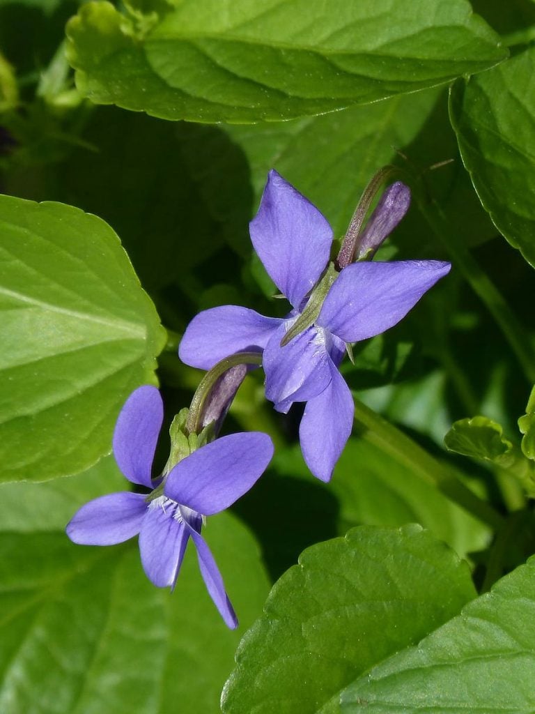 Wood Violets