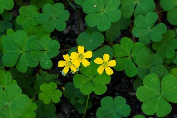 Woodsorrel