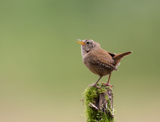 Wren