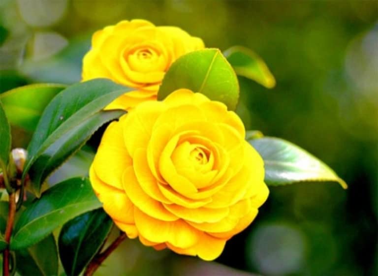 Yellow Camellia Shrub