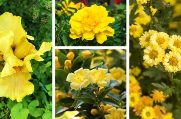 Yellow-Flowering Shrubs For Bold Garden Colour