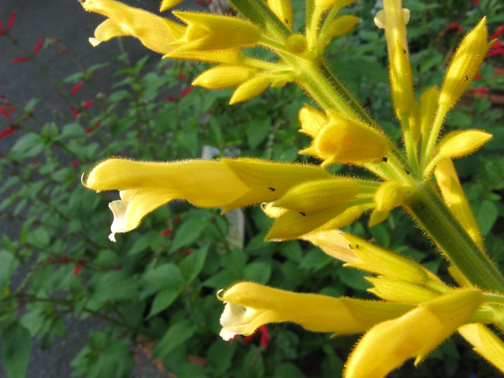 Yellow Salvias or Salvia Madrensis