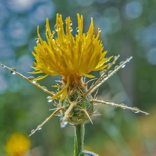 Yellow Star Thistle 