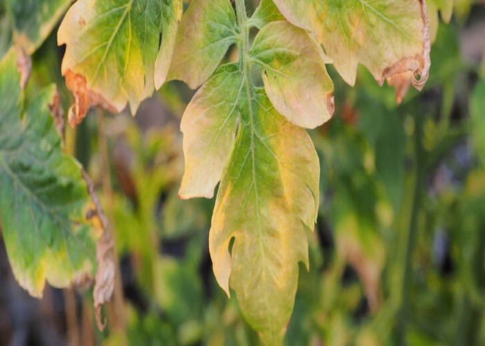 Yellowing Leaves