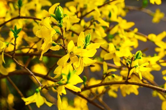 Young vs Mature Forsythia Pruning