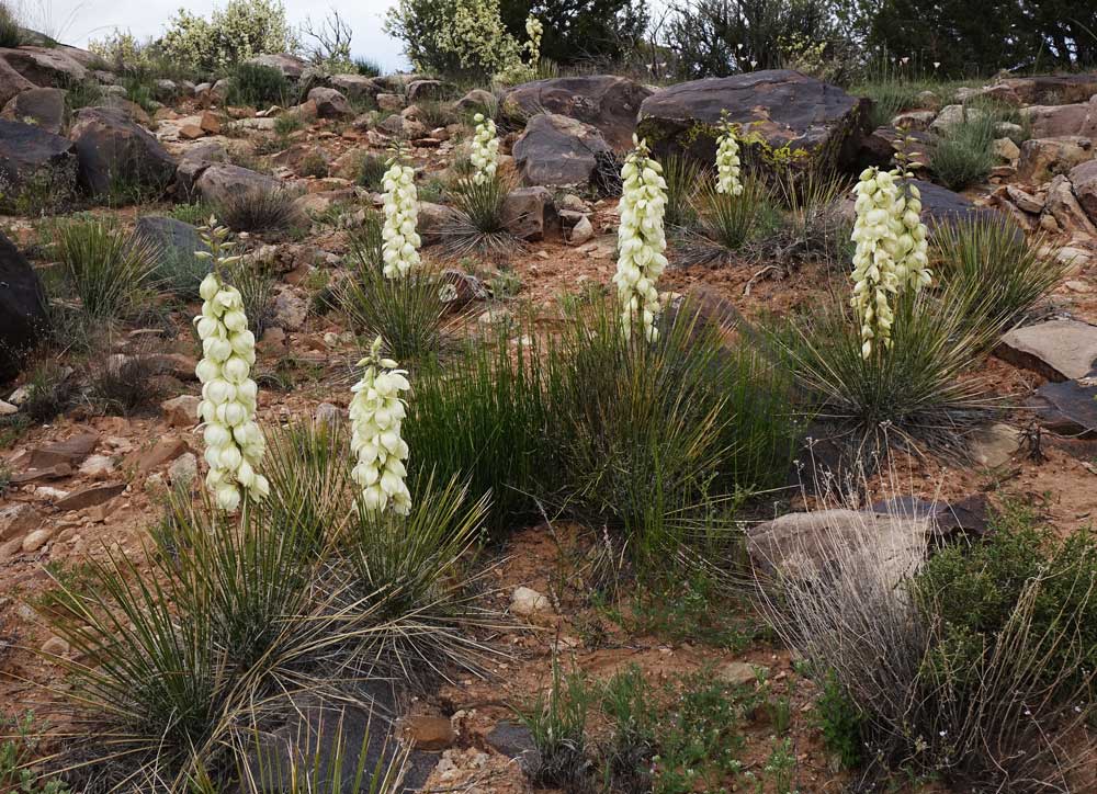 Yucca Angustissima