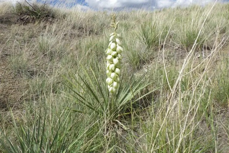 Yucca Arkansana