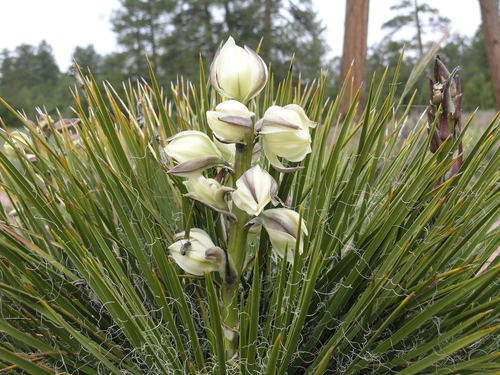 Yucca Baileyi