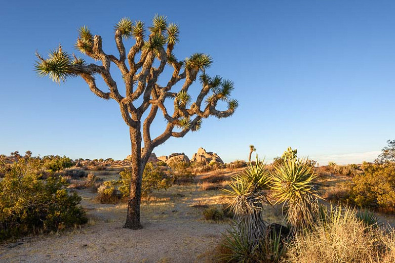 Yucca Brevifolia